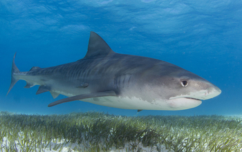 A tiger shark swimming above seagrasses.